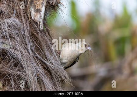 Chaffinch; Fringilla coelebs; femelle collectant le matériel de nidification; UK Banque D'Images