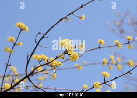 Branches de l'arbre de Cornus mas au début du printemps, la cerise de Cornélien fleurit avec de petites fleurs jaunes Banque D'Images