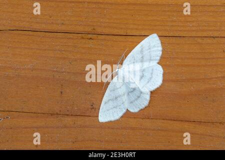 Moth à onde blanche commune ; Cabera pusaria ; Royaume-Uni Banque D'Images