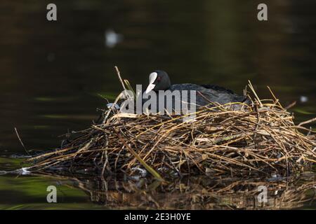 Coot ; Fulica atra ; on Nest ; Royaume-Uni Banque D'Images