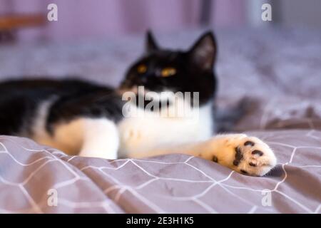 Patte De Chat Pattes Chat Noir Couche Cheveux Et Patins De L Pattes Photo Stock Alamy