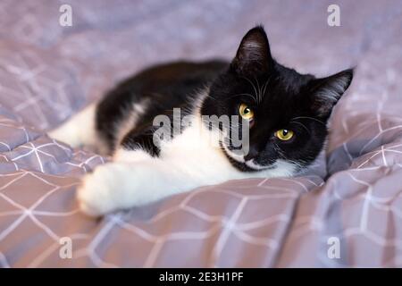 Un magnifique chat noir avec une moustache blanche regarde l'appareil photo avec des yeux jaunes. Banque D'Images