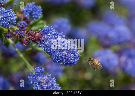 Honey Bee ; APIS mellifera ; à Ceanothus ; Royaume-Uni Banque D'Images