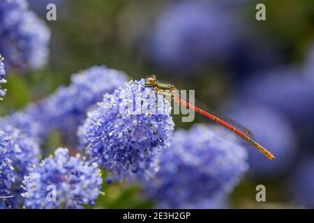 Grand Damselfly rouge ; Pyrhosoma nymphula ; on Ceanothus Flower ; Royaume-Uni