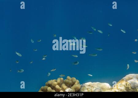 Natation de poissons; Maldives Banque D'Images