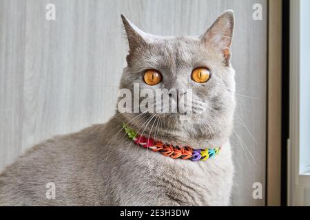 Un chat britannique gris dans un col tressé multicolore se trouve sur le balcon près de la fenêtre Banque D'Images