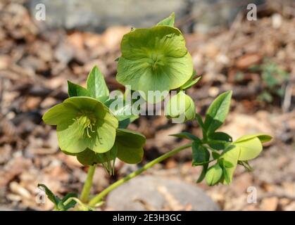 Helleborus odorus. Fleur d'hellébore dans les bois de près, fond de nature. Fond de fleurs sauvages Banque D'Images