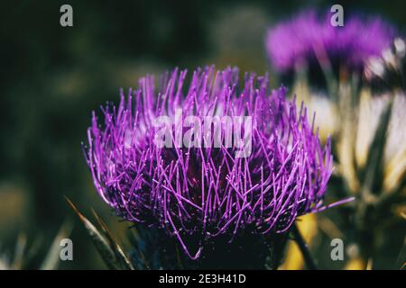 Fleur ouverte de lilas cirsium aux couleurs vives. L'image dispose d'un espace latéral pour le texte Banque D'Images