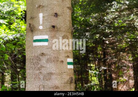 Détail du marquage touristique sur les sentiers de randonnée verts. Marques peintes sur le tronc de l'arbre. Le symbole pointe vers la droite. Carte de navigation forestière. Banque D'Images