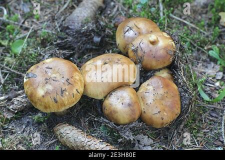 Russula foetens, connu sous le nom de Russula puant ou Brittlegill puant, de la Finlande aux champignons sauvages Banque D'Images