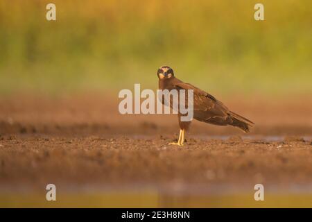 Cerf-volant noir (Milvus Migrans) près de l'eau photographié dans la réserve naturelle d'Ein Afek, Israël, en octobre Banque D'Images