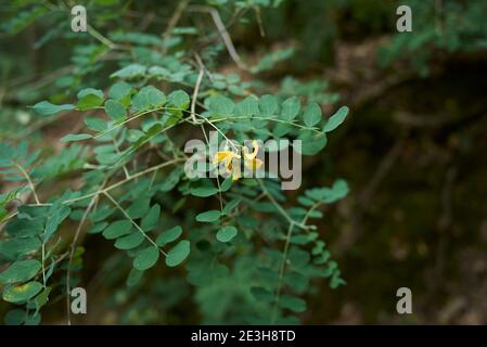 Colutea arborescens fleur et fruit gros plan Banque D'Images