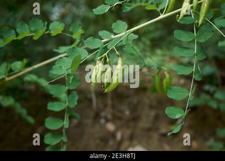 Colutea arborescens fleur et fruit gros plan Banque D'Images