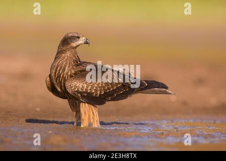 Cerf-volant noir (Milvus Migrans) près de l'eau photographié dans la réserve naturelle d'Ein Afek, Israël, en octobre Banque D'Images