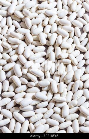 Gros plan de haricots cannellini non cuits Banque D'Images