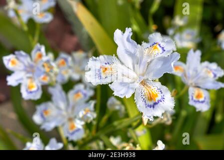Iris japonica fleurs colorées gros plan Banque D'Images
