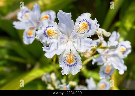 Iris japonica fleurs colorées gros plan Banque D'Images