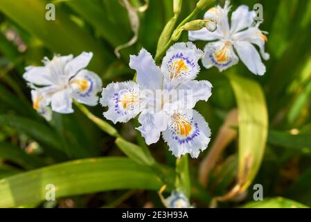 Iris japonica fleurs colorées gros plan Banque D'Images