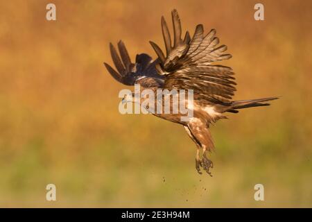 Cerf-volant noir (Milvus migrans) photographié en vol à la réserve naturelle d'Ein Afek, Israël, en octobre Banque D'Images