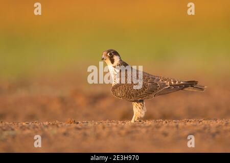 faucon pèlerin. (Falco peregrinus). Les mineurs restent dépendants de leurs parents pendant plusieurs mois après avoir quitté le nid. Cet oiseau est trouvé sur tous Banque D'Images