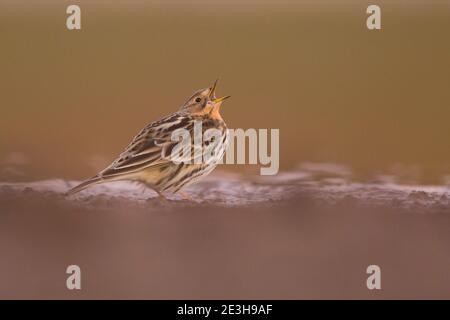 pipit à gorge rouge (Anthus cercinus) au sol. Ce petit oiseau de passereau se reproduit dans l'extrême nord de l'Europe et de l'Asie, avec un pied dans le nord Banque D'Images