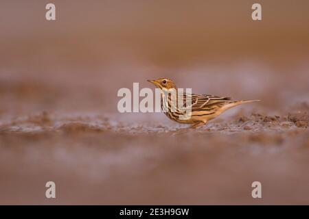 pipit à gorge rouge (Anthus cercinus) au sol. Ce petit oiseau de passereau se reproduit dans l'extrême nord de l'Europe et de l'Asie, avec un pied dans le nord Banque D'Images