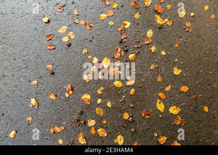 Motif espiègle de feuilles d'automne tombé sur une route de campagne Banque D'Images