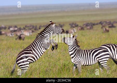 Zèbre des plaines (Equus quagga) etalons combats. Le zèbre des plaines, anciennement connu sous le nom le zèbre de Burchell (Equus burchelli), vit dans les plaines et ouvrir w Banque D'Images