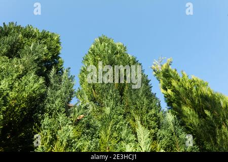 Beaux arbres verts de thuja contre le ciel bleu Banque D'Images