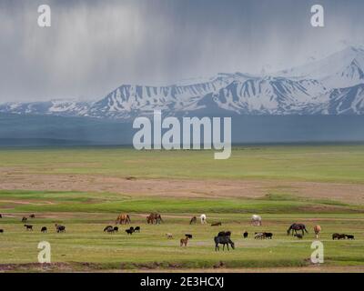 Des moutons dans la vallée d'Alaj en face de la chaîne de montagnes Trans - Allay dans les montagnes de Pamir. Asie, Asie centrale, Kirghizistan Banque D'Images