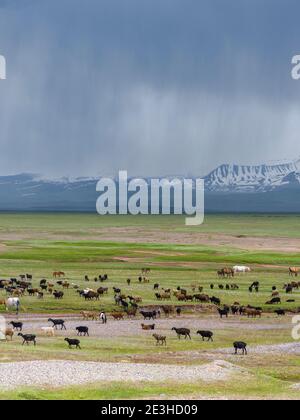 Des moutons dans la vallée d'Alaj en face de la chaîne de montagnes Trans - Allay dans les montagnes de Pamir. Asie, Asie centrale, Kirghizistan Banque D'Images