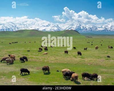 Des moutons dans la vallée d'Alaj en face de la chaîne de montagnes Trans - Allay dans les montagnes de Pamir. Asie, Asie centrale, Kirghizistan Banque D'Images