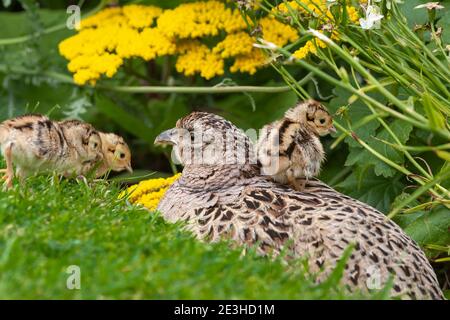 Faisan (Phasianus colchicus) avec poussins, Northumberland, Royaume-Uni Banque D'Images