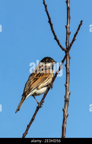 Banderole en roseau commune (Emberiza schoeniclus), Caerlaverock WWT Reserve, Dumfries & Galloway, Royaume-Uni Banque D'Images