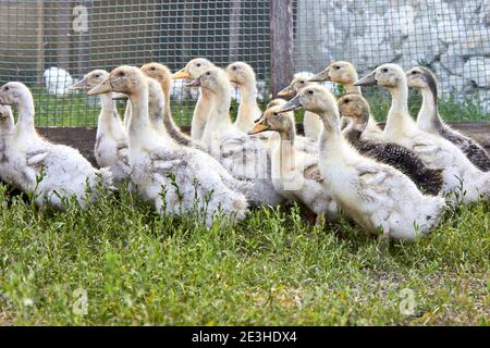 Un petit groupe de canards domestiques blancs et gris sur l'herbe verte en arrière-plan de la clôture à chaînette, élevés sur une petite ferme. Banque D'Images