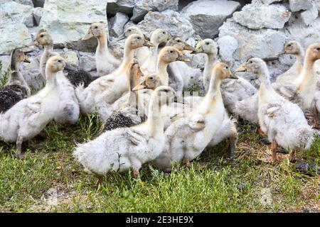 Un petit groupe de canards domestiques jaunes et gris sur de l'herbe verte contre une clôture en pierre, élevés sur une petite ferme. Banque D'Images