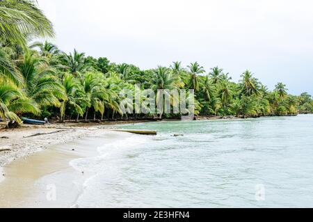 Belle plage tropicale avec palmiers sur Isla Colón à Panama Banque D'Images