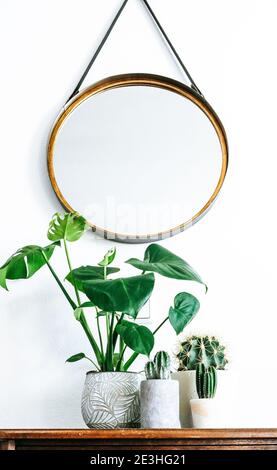 Groupe de plusieurs plantes de Monstera et de cactus sur un bois table avec miroir rond accroché à une sangle en cuir devant un mur blanc Banque D'Images