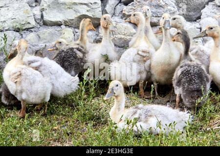 Un petit groupe de canards domestiques jaunes et gris s'assoient et se tiennent sur l'herbe verte près d'une clôture en pierre. Gros plan. Banque D'Images