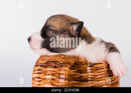Drôle Pembroke gallois chien de chiot Corgi sur le panier