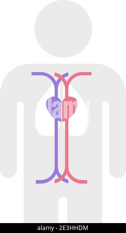 Illustration de vecteur de structure des artères et des veines simple Illustration de Vecteur