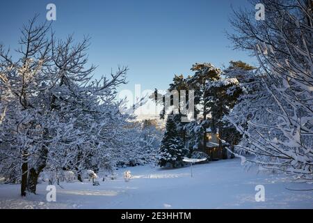 Avec le soleil d'hiver du matin, de fortes chutes de neige couvrent le petit jardin des landes Banque D'Images