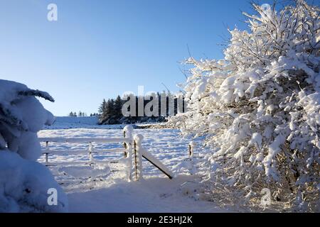 L'après-midi, le soleil brille à travers la porte de la ferme encadrée par Haie de Hawthorne recouverte de neige sur la petite exploitation de landes dans le Yorkshire Banque D'Images