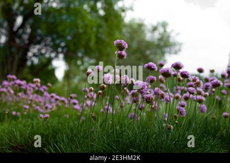 Fleurs violettes dans le jardin. L'oignon, ou ciboulette, est une plante herbacée vivace dont le nom latin est Allium schoenoprasum. Banque D'Images
