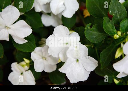 Les impatiens blancs de près, nom scientifique Impatiens walleriana fleurs également appelé Balsam, lit fleuri de fleurs en blanc Banque D'Images