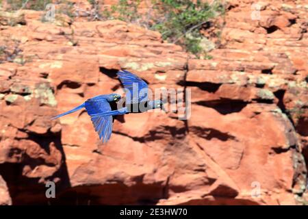 Couple d'Indigo Macaw (Anodorhynchus leari) survolant le mur rocheux de la ville de Canudos, à l'intérieur de Bahia. Sur place, l'oiseau construit son nid. CR Banque D'Images