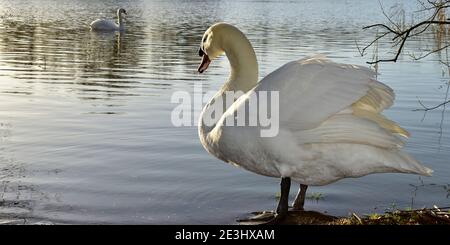 Mâle Mute Swan sur la rive du lac Higham près de Rushden, dans l'est du Northamptonshire en janvier, tandis que sa partenaire femelle attend sur l'eau. Banque D'Images