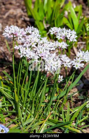 Allium trifoliatum 'Cameleon' plante bulbeuse à fleurs au début de l'été avec Une fleur d'été rose blanc en juin et communément connue comme ornemental oni Banque D'Images