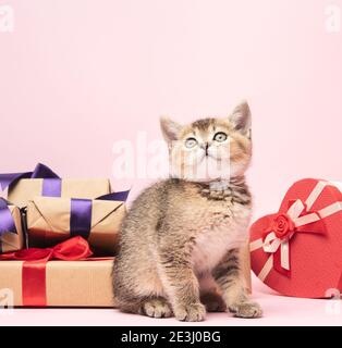 Chaton écossais Golden chinchilla race droite se trouve sur un fond rose et des boîtes avec des cadeaux, fond festif Banque D'Images