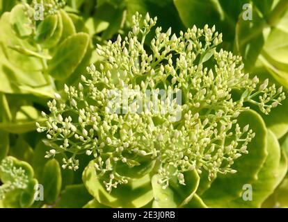 Plante verte. Boutons de fleurs de stonécrope - nom latin - Hylotelephium spectabile (Sedum spectabile) Banque D'Images